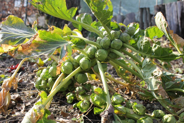 brussels sprouts 283807