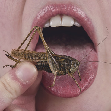De spiselige insekter